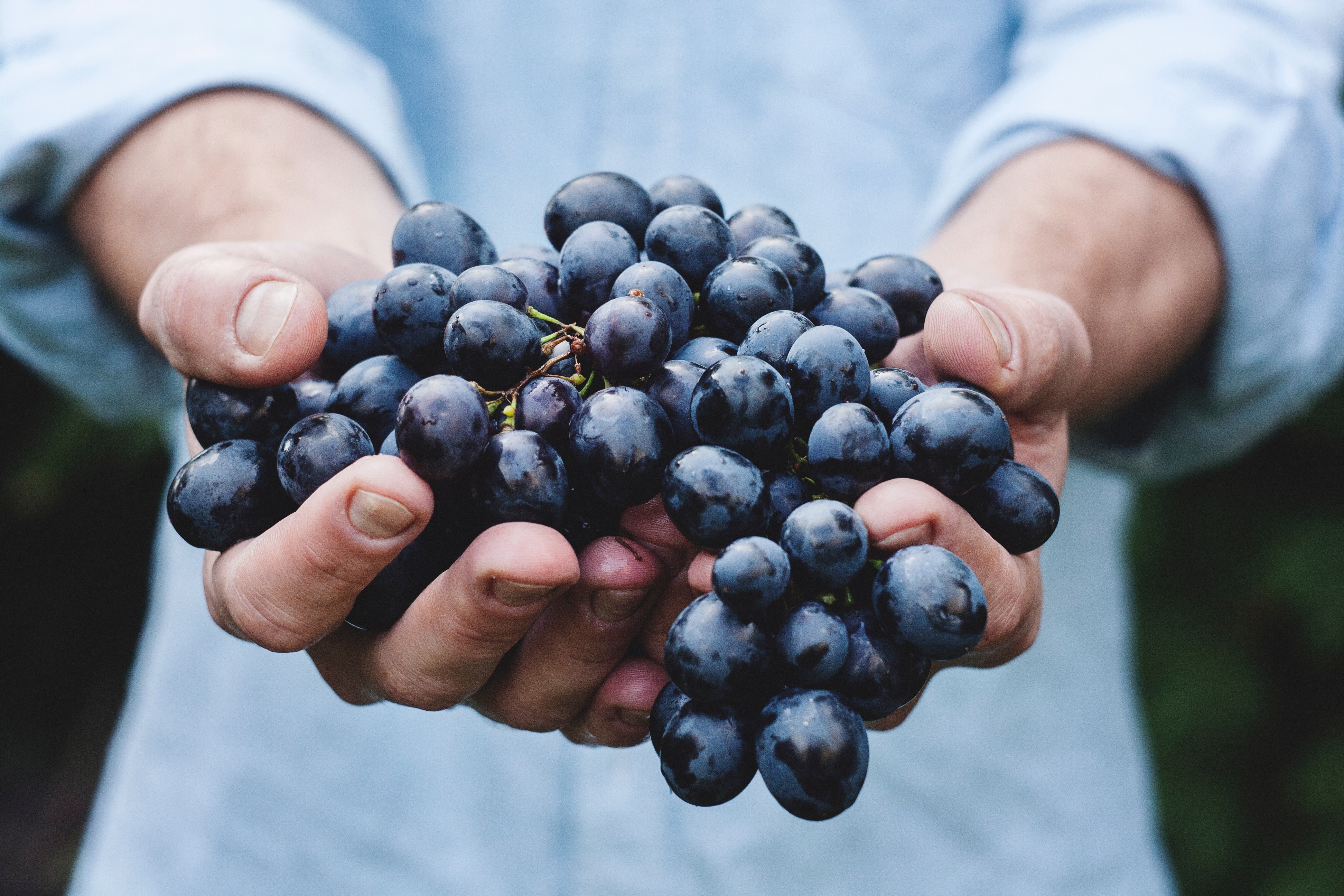 Les secrets des vins en biodynamie